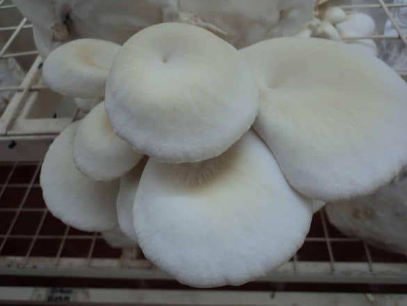 Cientistas usam resíduos do dendê para cultivar cogumelos comestíveis