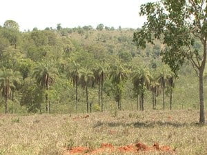 Plantações têm recuperado áreas desmatadas (Foto: TV Integração/Reprodução)