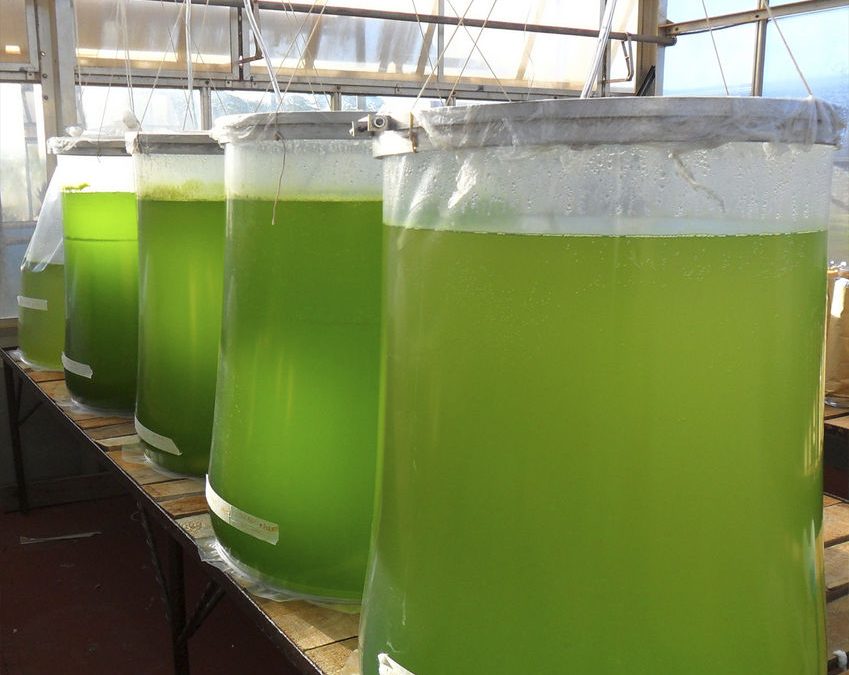 Cultivo de microalgas pode garantir bom lucro ao produtor rural do Paraná