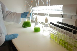 Microalgas realizam fotossíntese e, por isso, podem ter menor custo de cultivo do que o de fungos / Foto: Daniela Collares