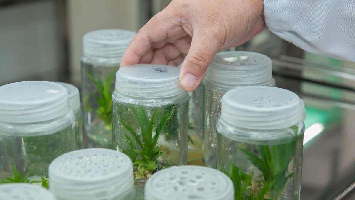 Semanas de Inovação Suécia-Brasil discute a colaboração em projetos de Bioeconomia