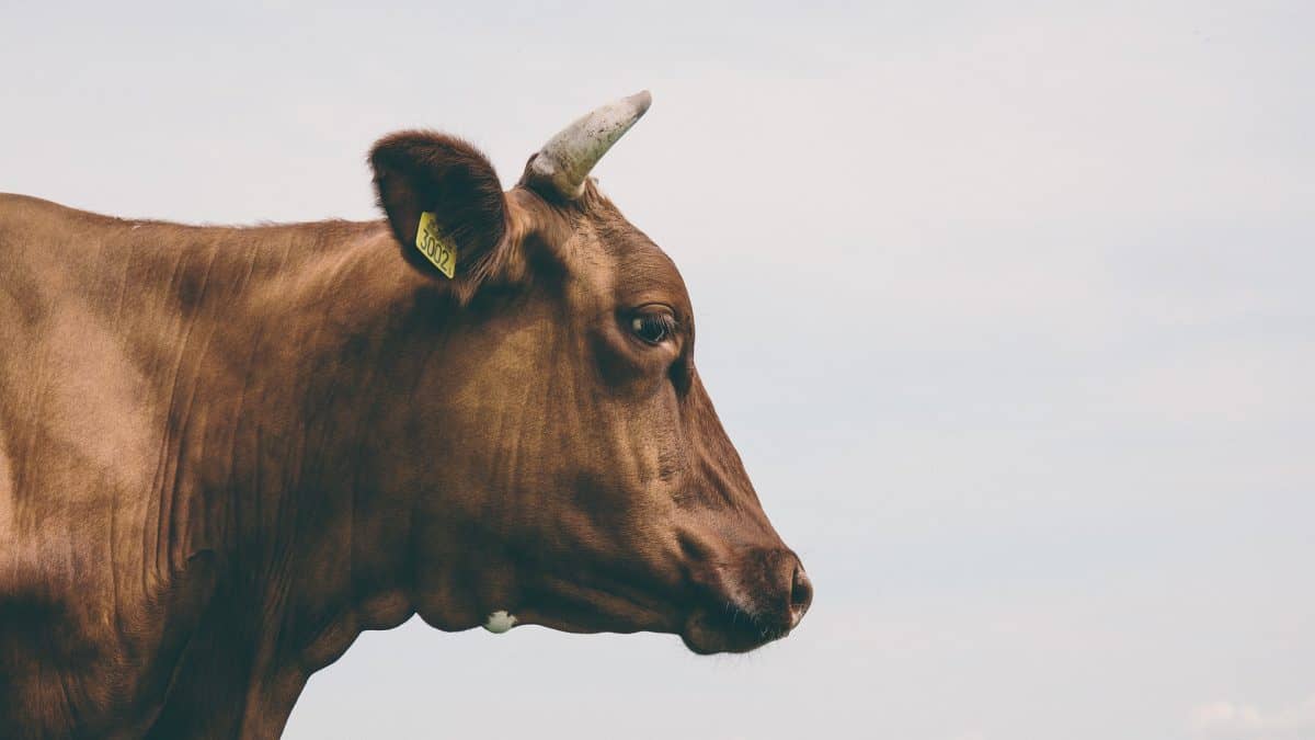 Clipping 1ª edição: Sebo bovino vira estrela do biocombustível no Brasil