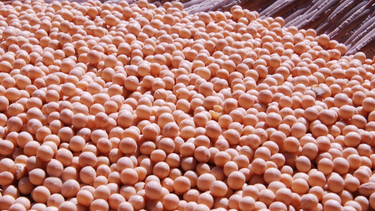 Clipping 1ª edição: Brasil retoma posto de maior produtor de soja do planeta