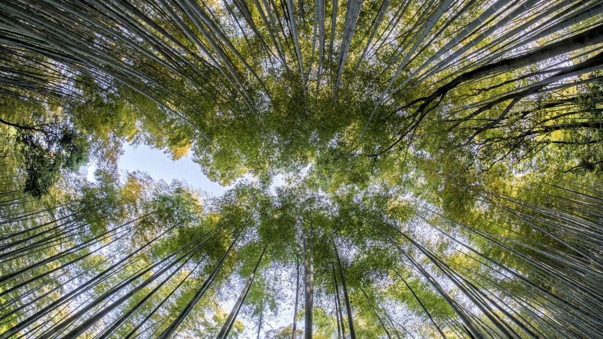 Clipping 2ª edição: China promete ser “neutra em carbono” até 2060