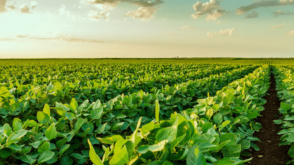 Clipping 1ª Edição: Mato Grosso pode elevar produção de soja em até 56% em 10 anos