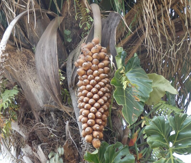 Artigo – Estudo Termogravimétrico do Óleo e Biodiesel de Babaçu (Orbygnia phalerata) com Pd/C para Produção de Hidrocarbonetos Renováveis