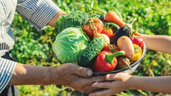Alimentos verduras e legumes
