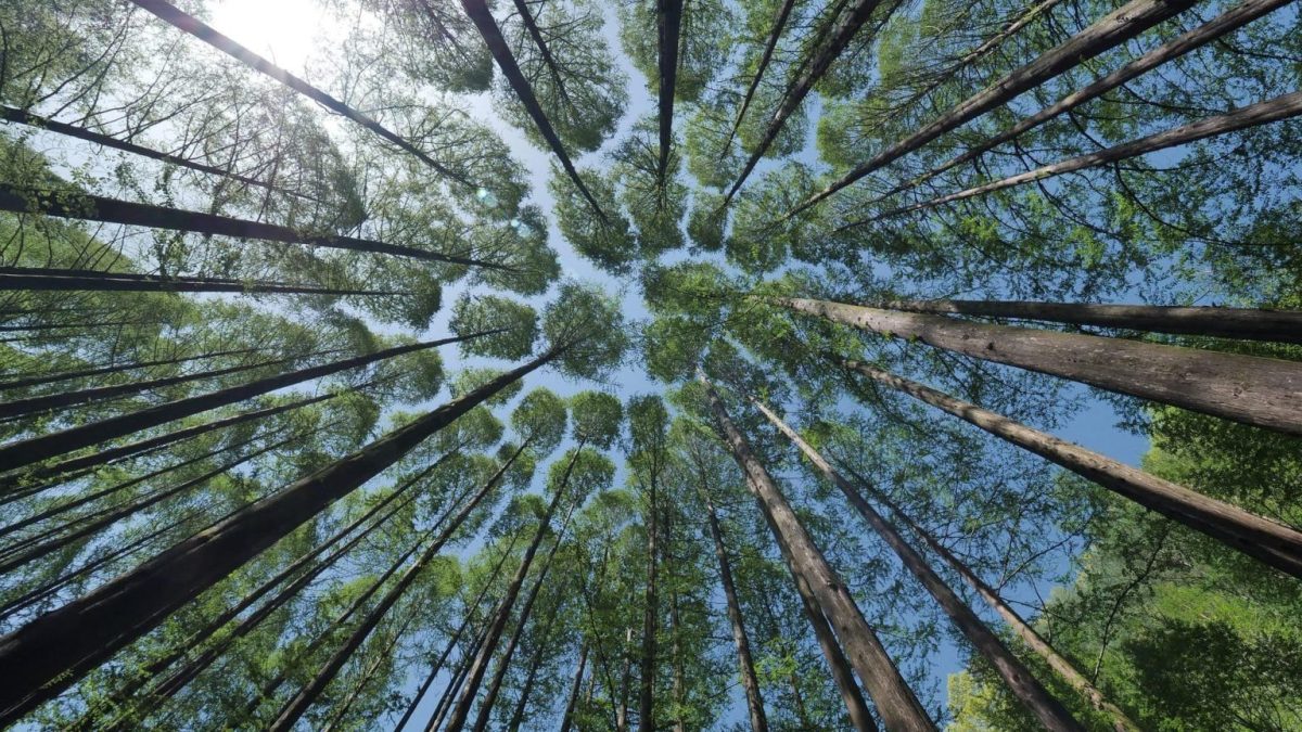 Clipping 2ª Edição:Bioeconomia: Ferramenta De Desenvolvimento Econômico Em Bases Sustentáveis E De Baixo Carbono