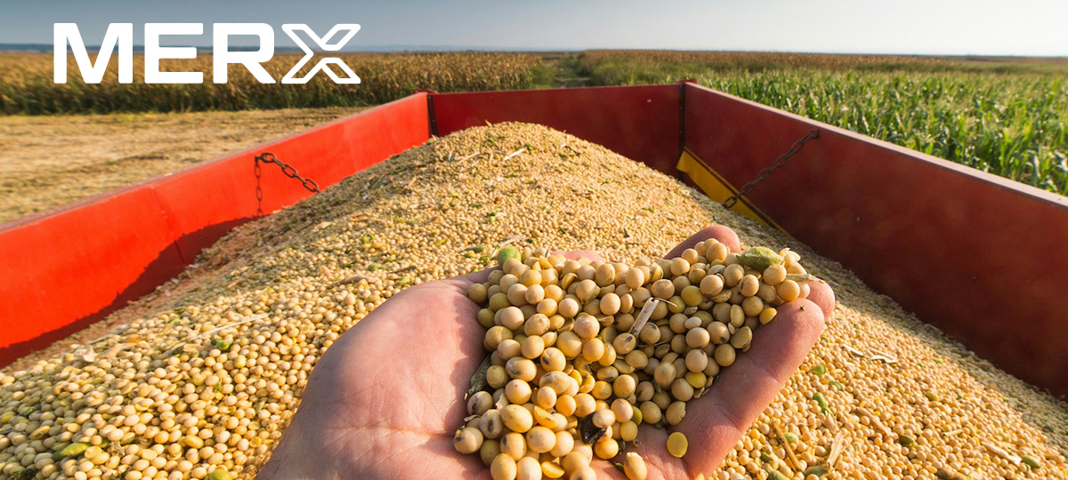 Safra recorde no Brasil e avanço do esmagamento mantêm mercado em equilíbrio